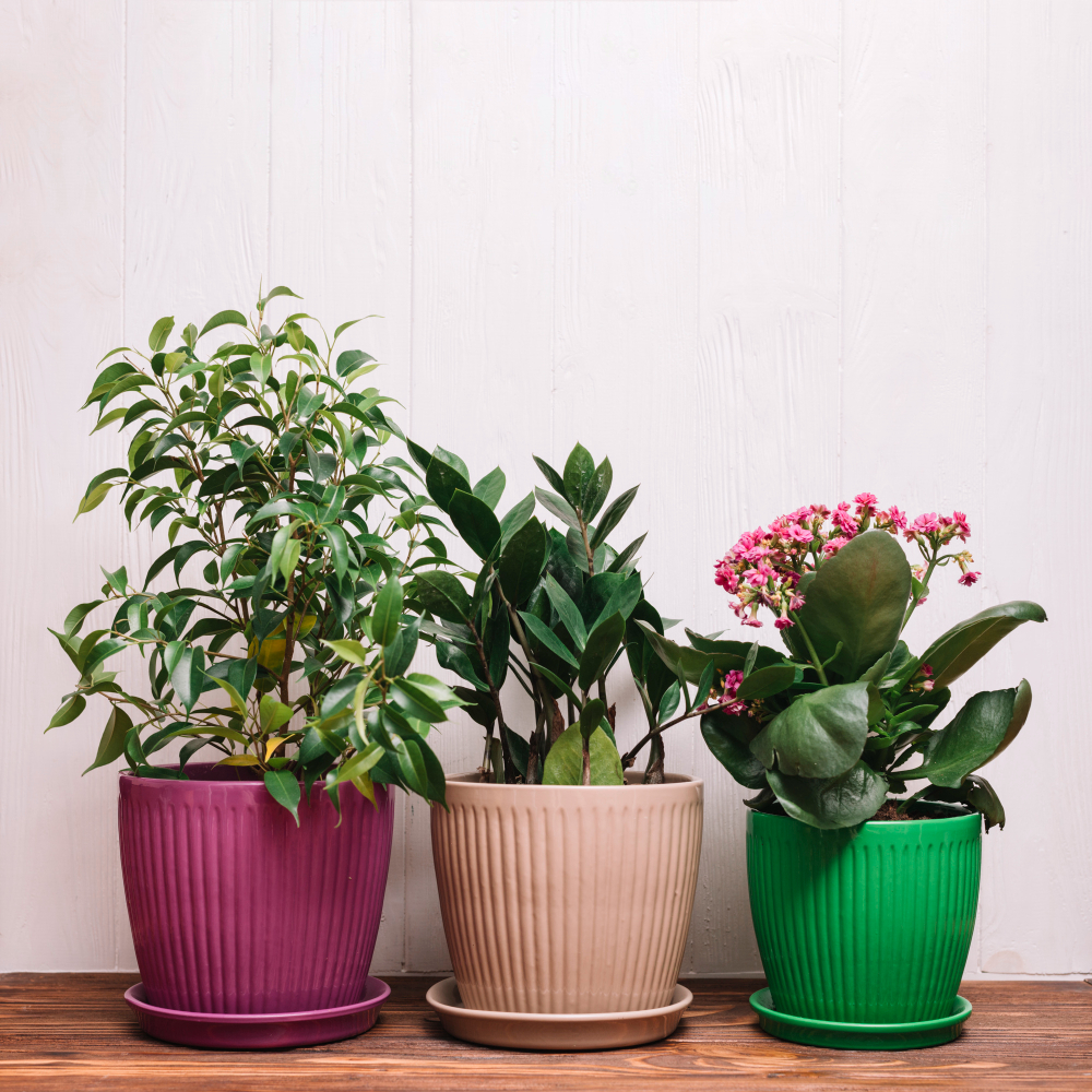 Potted plant