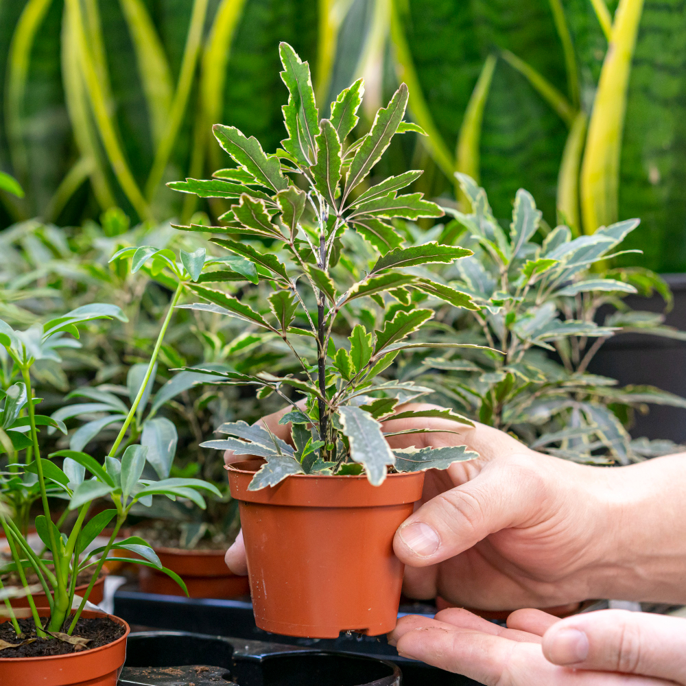 Indoor greenery