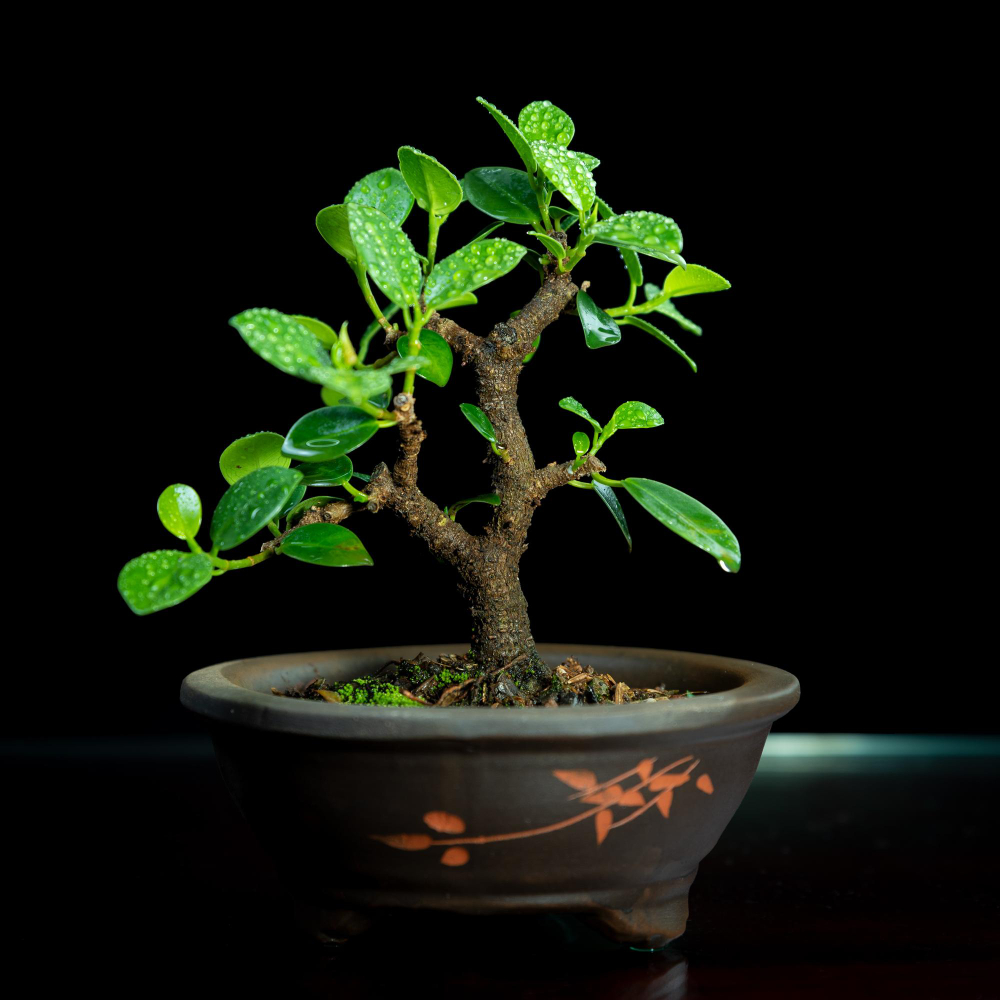 Ficus style green tree in a premium space